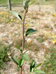 Image result for Sida rhombifolia