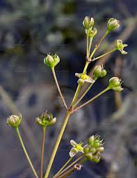 Image result for Caldesia parnassifolia