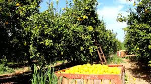 Will do well in neutral to slightly acidic soil. Lemon Farming Step By Step Guide To Growing Lemon Fruit Trees Business Guide Africa