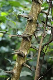 Image result for Dalbergia fischeri