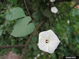 Image result for Ipomoea linosepala