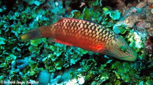 Image result for Oxyrhachis gracillima