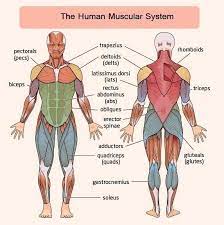 These contract and expand and are kept together with the ligaments. Muscular System Coloring Pages Muscular System Coloring Worksheet The Best Muscular System For Kids Ideas O Muscular System Human Muscular System Major Muscles