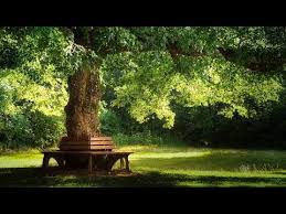 Beautiful Relaxing Music Pachelbel Forest Garden Youtube Relaxing Music Urban Tree Forest Garden