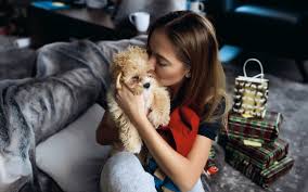 Lovable maltipoo pups available now starting at $650. Ultimate Guide To Caring For Maltipoo Puppies Trudog