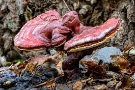 Image result for Ganoderma lucidum