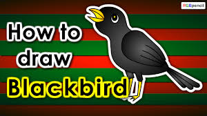 How To Draw Blackbird Step By Step Easy Drawing For Kids Welcome To Rgbpencil Now make the outline of the face and the beak. rgbpencil how to draw step by step