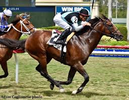 Pin On Horse Racing Continued