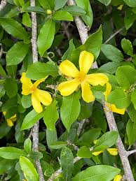 Image result for Hugonia platysepala