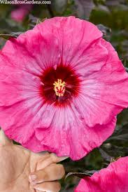 Image result for Hibiscus engleri