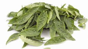 We did not find results for: Manfaat Daun Katuk Bagi Kesehatan Jaga Mata Hingga Kualitas Sperma