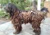 Puppies — artos bergamasco sheepdogs