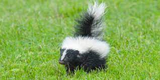 Skunks Seen In Daylight Aren T Always Rabid What Bpd Says To Do
