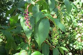 Polk, the 11th us president. How To Get Rid Of Pokeweed Safely In 2021 A Nest With A Yard
