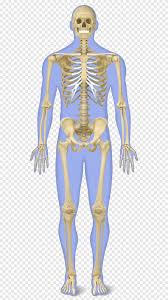 Bone cells grown from skin cells. Human Skeleton Human Body Anatomy Bone Skeleton Biology Monochrome Png Pngegg