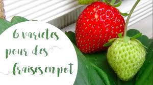 Des pots et jardinières bien entretenus toute l'année ! Fraisiers En Pot Quelle Variete Choisir Youtube