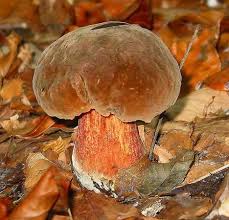 It also surrounds the tiny spanish exclave of llívia, and thus has two distinct borders with spain. Cueillette Des Champignons Saison Regles Amendes Dossier