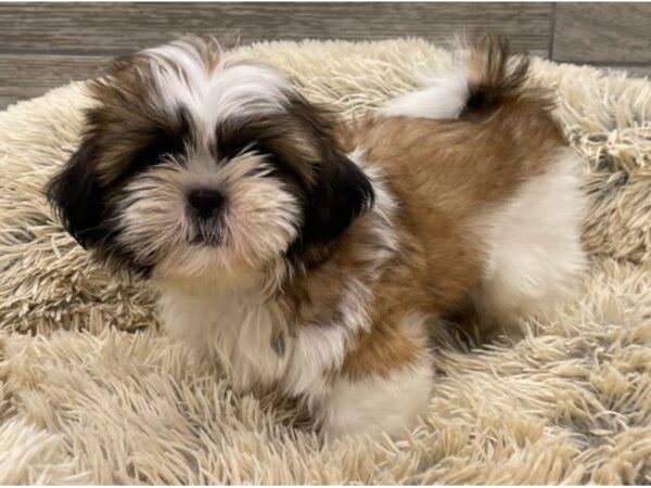 Shih Tzu Particolor Tradicional, AI generated