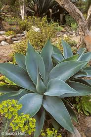 Typically a cactus garden requires a lot of sunlight, so if you have a shady back yard, this idea is for you. Hardy Succulents In California