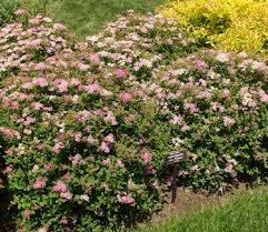 Image result for Spiraea japonica ´Little Princess