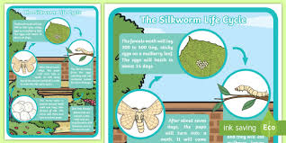 We did not find results for: F 2 Life Cycle Of A Silkworm Display Poster
