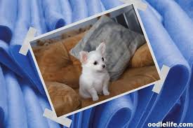 35 Best White Dog Names Male And Female White Puppy Names Oodle Life