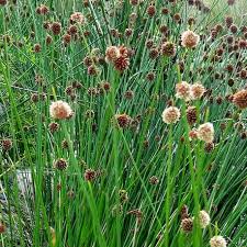 Image result for Isolepis