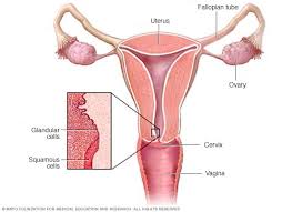 Hpv can damage the cells that line the cervix. Cervical Cancer Symptoms And Causes Mayo Clinic
