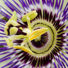 Incarnata, in the passifloriaceae family is a perennial climbing vine with generally 3 lobed, palmate leaves sporting, according to the late herbalist michael. Buy Blue Passion Flower Passiflora Caerulea Delivery By Waitrose Garden