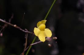 Image result for Utricularia subulata