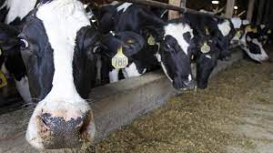 The Way We Breed Cows Is Setting Them Up For Extinction Quartz