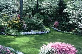 Backyard Landscaping For Privacy Landscaping With Rhododendrons And Azaleas Privacy Landscaping Large Backyard Landscaping Backyard Landscaping Designs