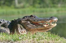 Maybe you would like to learn more about one of these? Great Escapes Brazos Bend State Park Austin Monthly Magazine