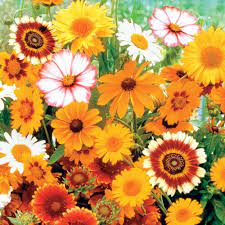 Gurney S Sun Loving Flowering Seed Mixture 150 Seed Packet 73601 The Home Depot Flower Seeds Flowers Chrysanthemum Growing