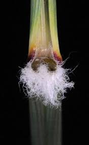 Image result for Aristida meridionalis