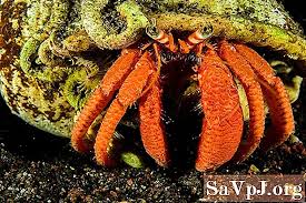 Sebutannya dalam bahasa inggris, hermit crab (ketam. Penyelam Mencari Hutan Karang Yang Menakjubkan Di Sekitar Gunung Berapi Bawah Laut Sicily Lain April 2021