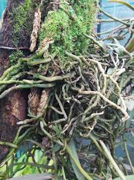 Image result for Rhipidoglossum rutilum