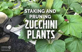 Maybe you would like to learn more about one of these? How To Prune And Stake Zucchini Plants Garden Culture Magazine