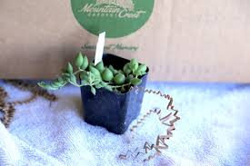 Contact your local fish and wildlife service or department of agriculture for permits if they're available. Avoid Mail Order Succulent Misery Debra Lee Baldwin