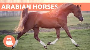 We did not find results for: How Do Horses Mate Horse Reproduction