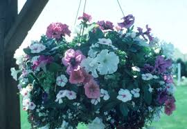 I stuck it on a nail and threw some onions in the bottom basket. Making Hanging Baskets Successful Container Gardens University Of Illinois Extension