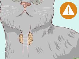 Katzen Auf Dehydrierung Untersuchen 12 Schritte Mit Bildern Wikihow