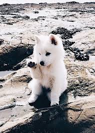 I just gave my dog (15lbs) a baby aspirin because since this morning she'd been very lethargic and later today felt warm to me although i did not use/have a rectal thermometer.she is. Can I Give My Dog Aspirin Is Aspirin Safe For Dogs Dogtime Cute Dogs Cute Animals Puppies