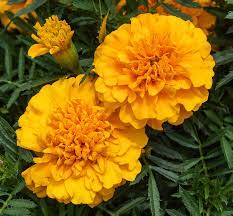 Includes free vocabulary trainer, verb tables and pronunciation function. Cempasuchil Definition And Synonyms Of Cempasuchil In The Spanish Dictionary