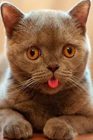 Sleeping Cat Sticks Her Tongue Out Video Cats Cats And Kittens Animals Beautiful