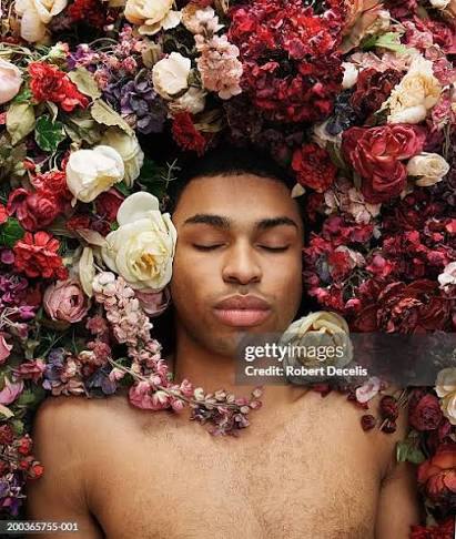 627 Bed Of Roses Stock Photos and High-Res Images - Getty Images