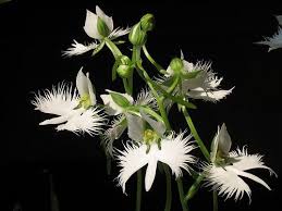 Image result for Habenaria schimperiana