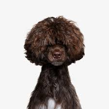 We All Know How Obsessed Mrs Sizzle Is With A Dog In A Car And Jenny Risher S Photos Fit The Bill Mrs Sizzle Pampered Pooch Dog Blog Dog Grooming