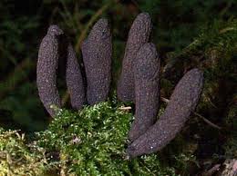 Image result for Xylaria polymorpha