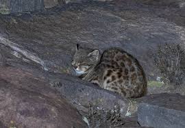 It is also known as pantanal cat and colocolo in parts of its range. Gato Colocolo Tiposdegatos Com